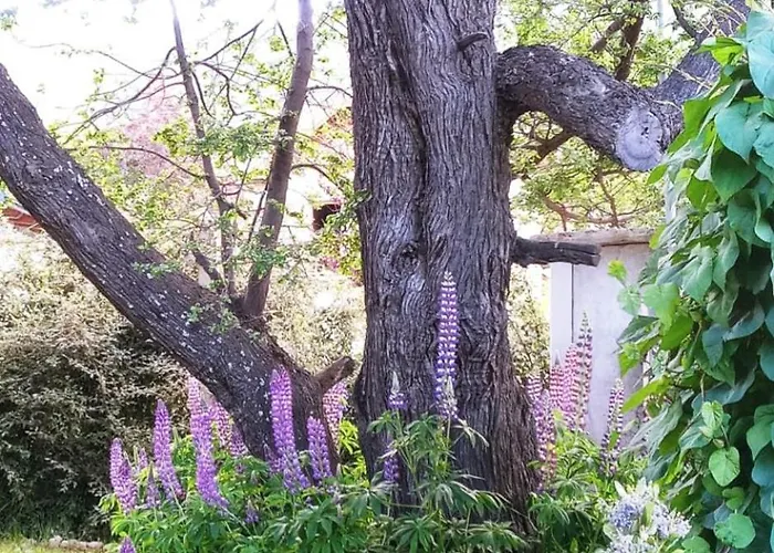 Lupinos Del Sur