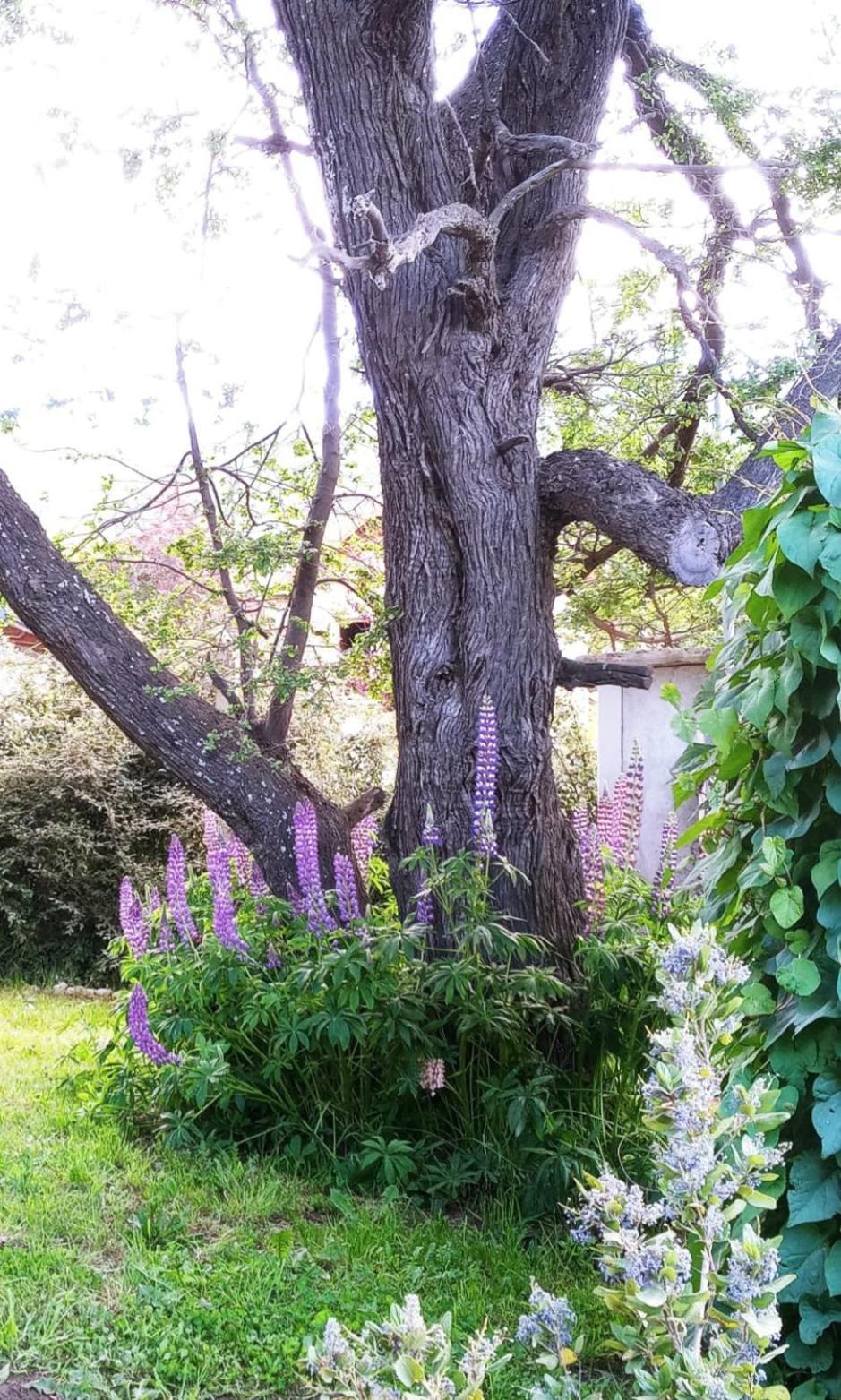Lupinos Del Sur Apartment